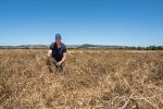 Assess Sclerotinia risk to assist crop planning