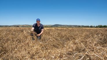 Assess Sclerotinia risk to assist crop planning