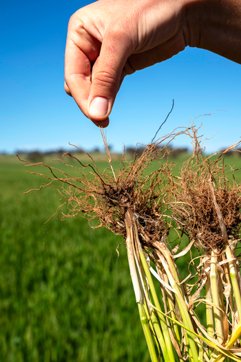 roots of crop