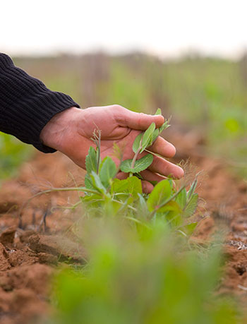 Hand holding field pea plant in a paddock