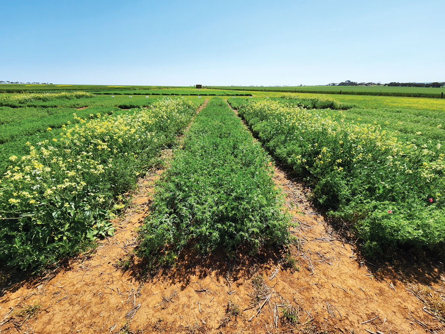 The SA Grain Legume Project is developing improved strategies for broadleaf weed control in pulses.