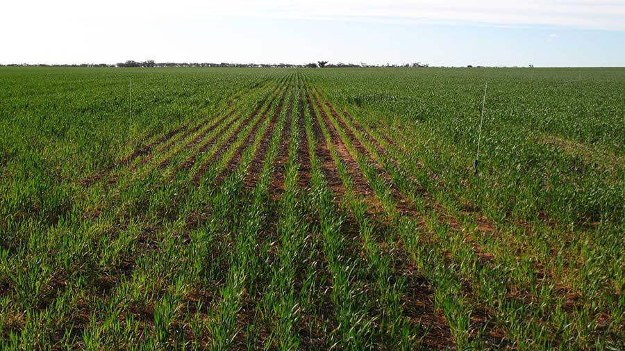 The effect of multiple-pass trafficking on a sandy loam at Swan Hill shows that the compaction created has severely reduced the early crop biomass production. SOURCE Dr Peter Fisher