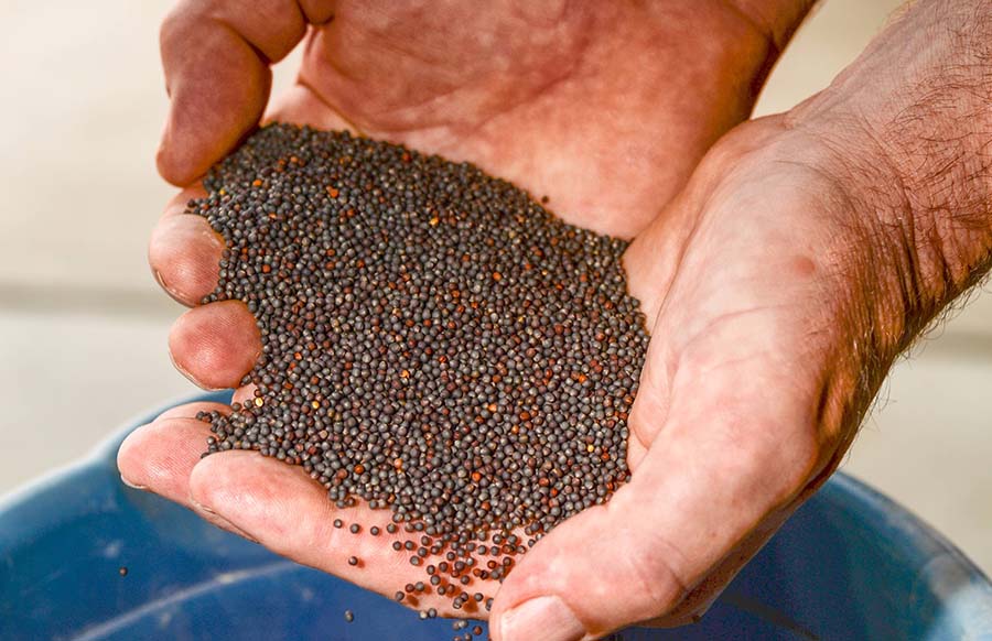Andrew Dumaresq holds some canola seed that has been graded to more than 1.8 to 2.0mm in size. PHOTO Nicole Baxter