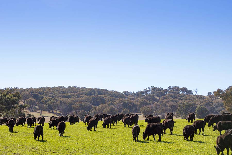 Steers are grazed on the winter wheat. PHOTO Stuart Tait