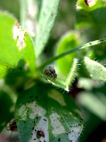 Lucerne flea causing damage to a clover leaf. PHOTO Gus Skinner