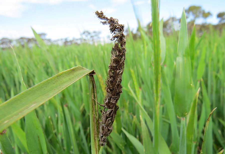 Loose smut in barley is an unsightly disease. PHOTO WA DPIRD