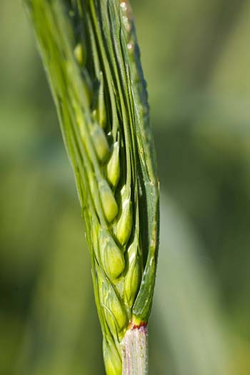 GRDCs approach to wheat pre-breeding includes reducing the cycle time from 10 to six years.
        