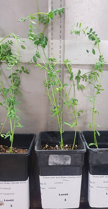A SARDI controlled environment test showing a healthy lentil plant without root disease (centre), compared with plants infected with a Fusarium pathogen species (left) and the Phoma pinodella pathogen (right). PHOTO Blake Gontar, SARDI