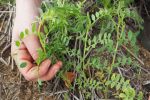 Demonstration trials put 'double break' to the test in WA grainbelt