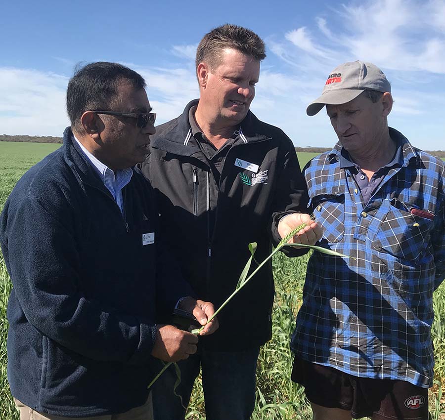 Kith Jaysena, Darrin Lee and Mark Slattery looking at a barley plant