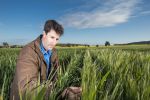 Greater standability makes new durum varieties a high-value rotation option