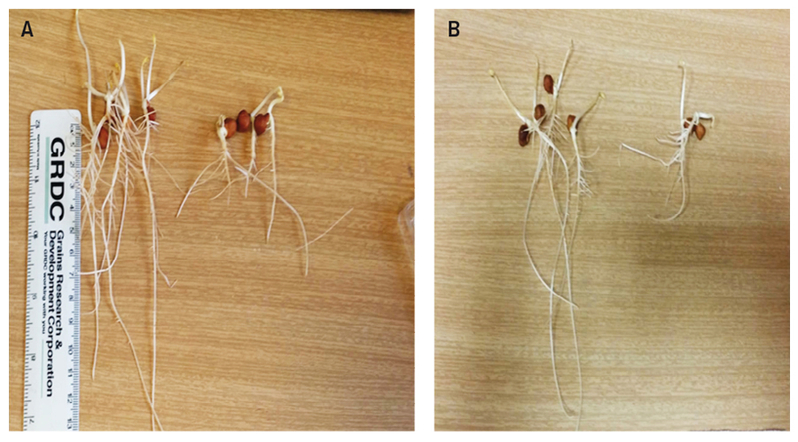 figure 2 is a picture of legume roots