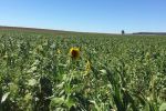 Focus on cover crops