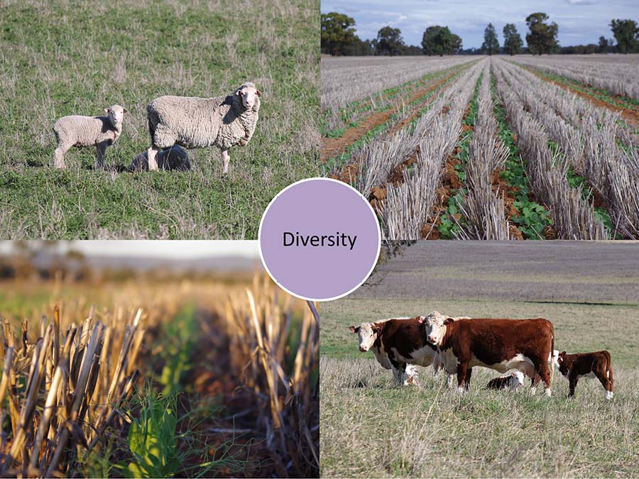 Crop diversity