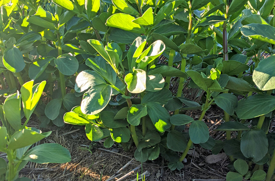 Faba bean crop