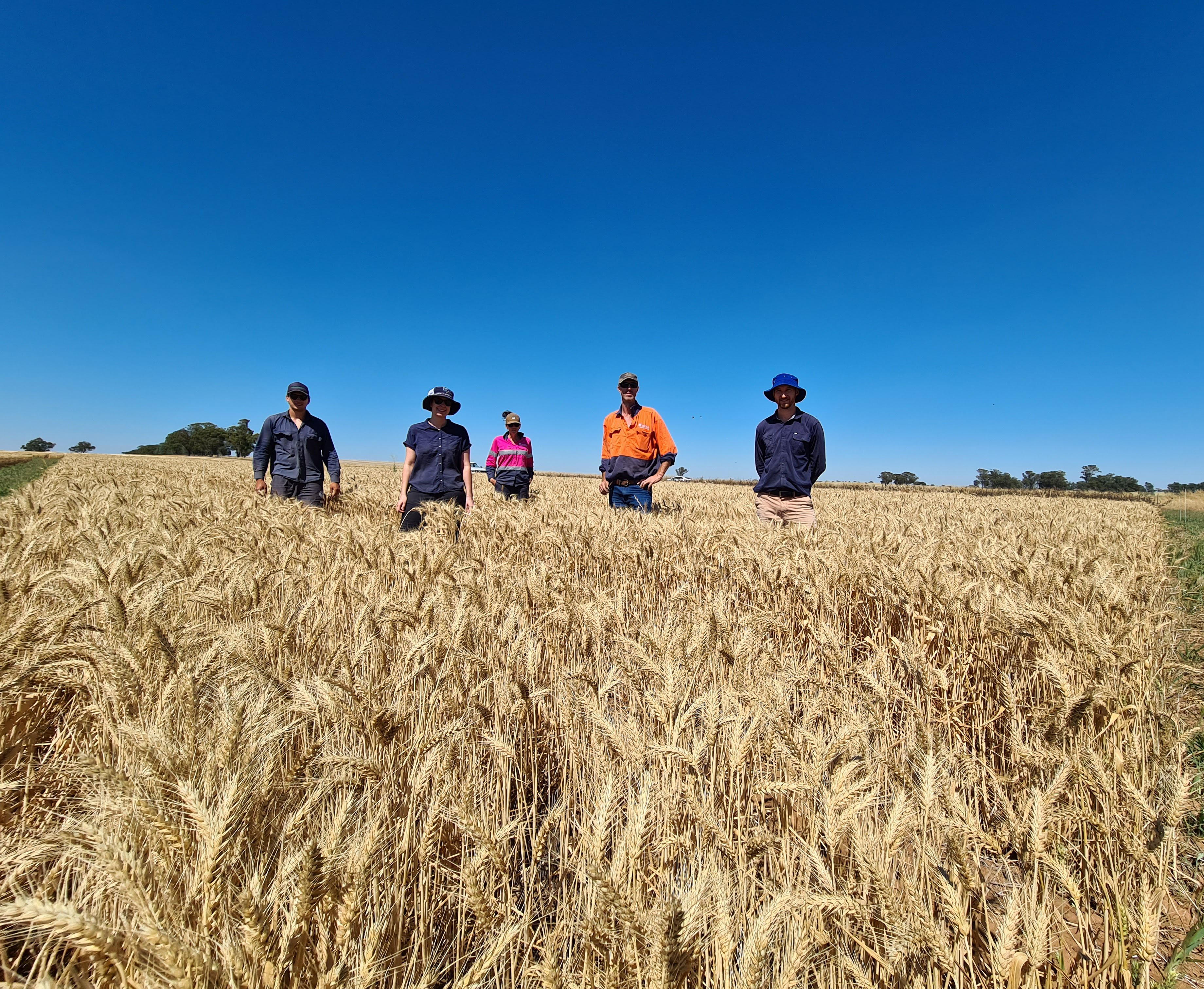 People standing in a field of wheat