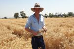 Crown rot solutions pour into wheat breeding pipeline 
