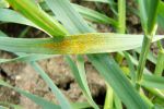 Reducing the cost of disease in cereal crops