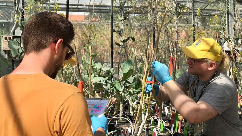 measuring Sclerotinia stem lesions