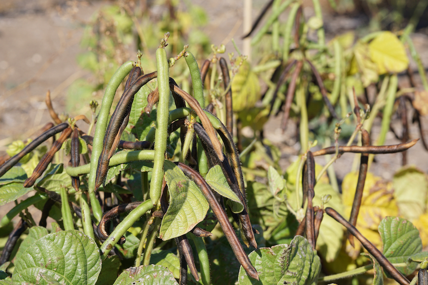 Mungbean plants growing at Horsham, Victoria.