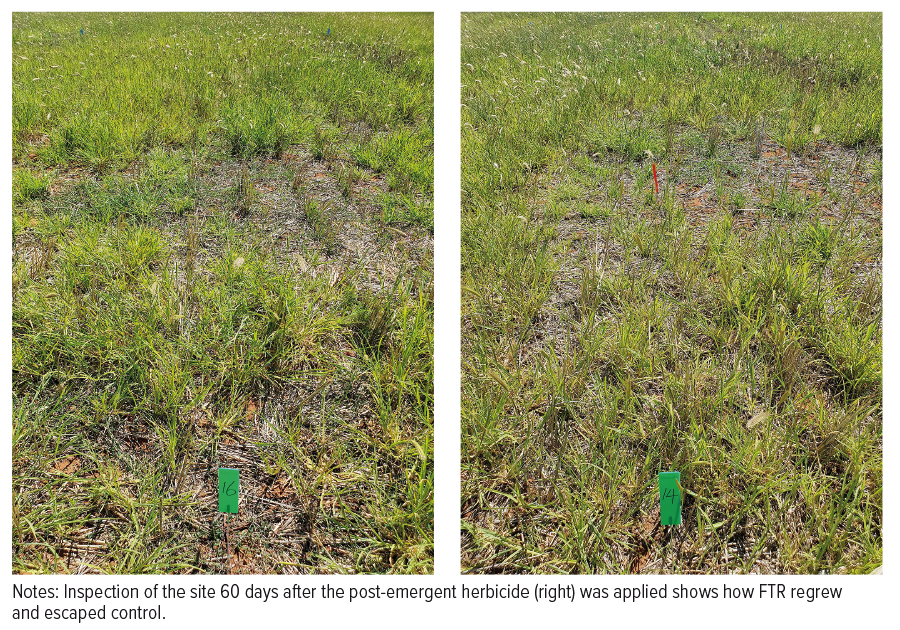 figure 3 early herbicide timing assessed 60 days after treatment
