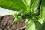 Aphid’s early arrival linked to virus severity  