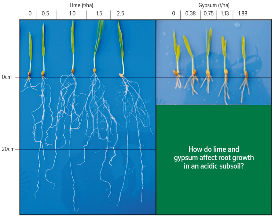 Figure 1: Root growth in acidic topsoil