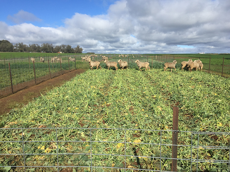 sheep grazing at the greenthorpe site