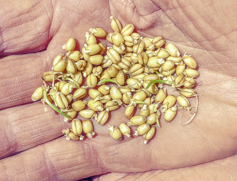 a handful of wheat that is sprouted