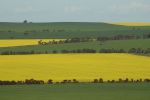 GRDC invests in lifting canola reliability