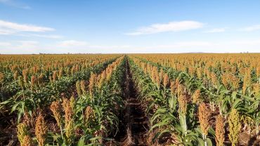 Pre-breeding co-investment tackles sorghum lodging 