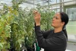 Research aims to expand lentils’ geographic range