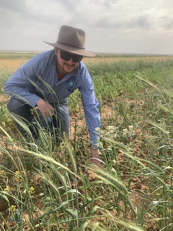 Mark Farrell examines a cover crop in the paddock.