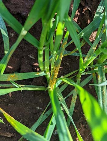 Stripe rust