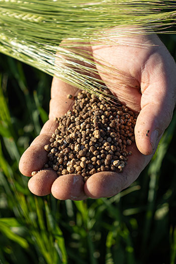 Granulated fertiliser in a hand