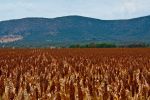 Drying seedbeds provide opportunity to address low nitrogen levels in the north