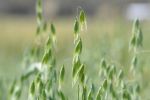GRDC harnesses science and innovation for oats 
