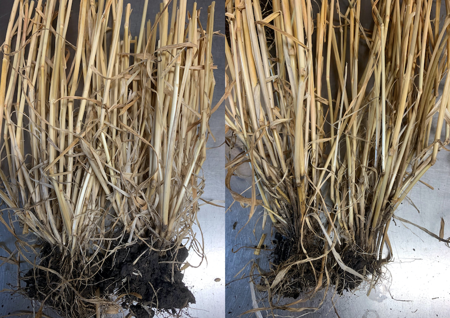 crown rot resistance