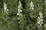 GRDC investment in lupin breeding underpins productivity