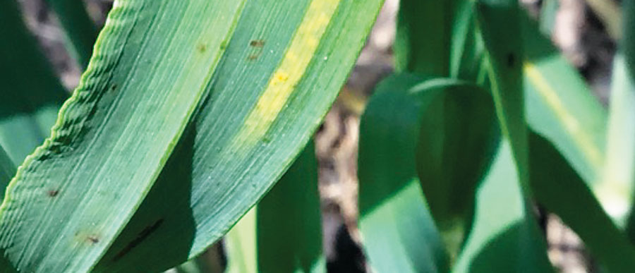 Figure 7: Adult plant resistance.