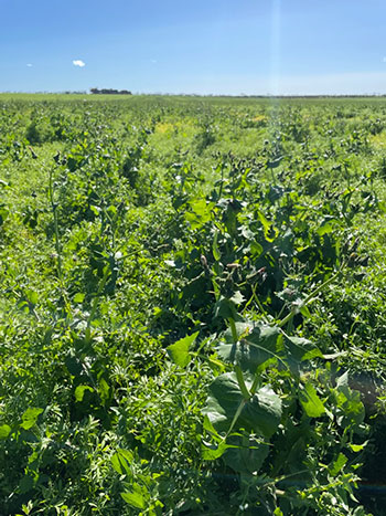 Paddock of green weeds with blue sky