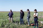 Legume challenges addressed 