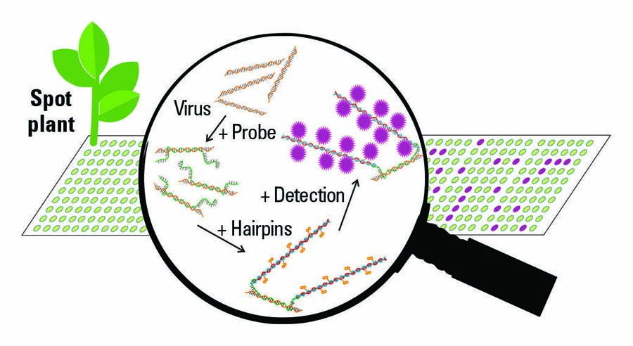 The method being developed to screen plants en masse for viruses works by using a probe and DNA hairpins. The DNA probe is designed to bind to either a family, group or specific virus. To alert researchers to a virus, two specially designed DNA hairpins then act as initial messengers. SOURCE: Dr Paul Campbell
    