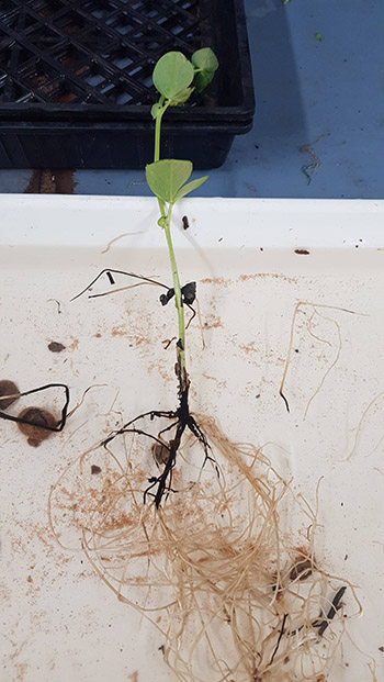 A faba bean seedling showing root disease damage from a Fusarium pathogen species. PHOTO Blake Gontar, SARDI 