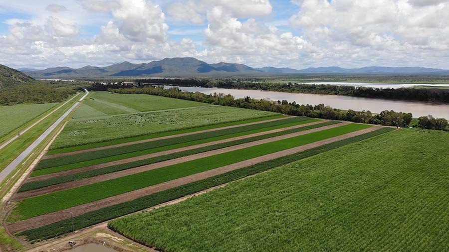 The peanut trial in the Burdekin aims to help quantify legumes' sustainability and profitability. PHOTO Marcus Bulstrode 