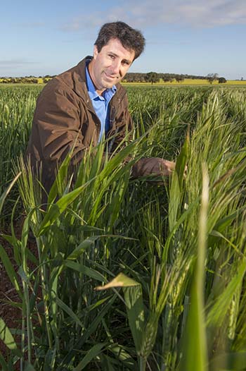 Barry Haskins in a trial of durum wheat