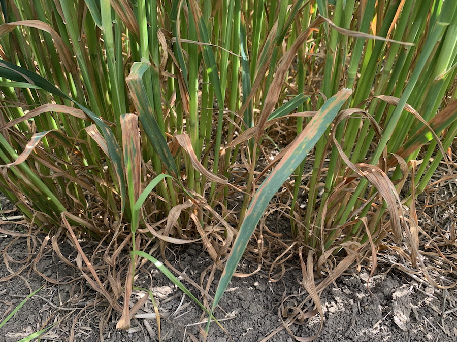 Oats showing red leather leaf infection