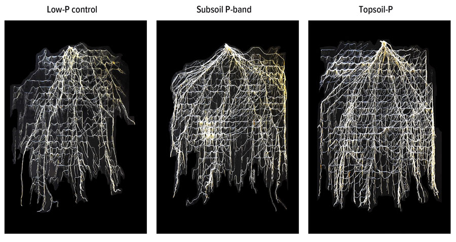 root systems