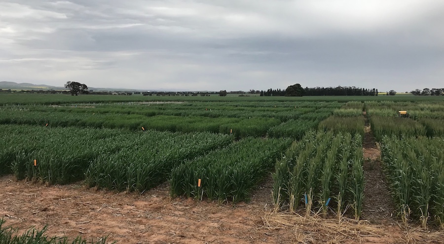 Russian wheat aphid trial at Riverton, South Australia