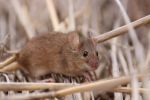 Growers urged to drive down mouse populations with hostile approach
